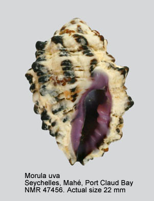 Morula uva.jpg - Morula uva(Röding,1798)